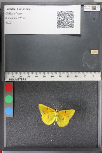 Media type: image;   Entomology 118741
